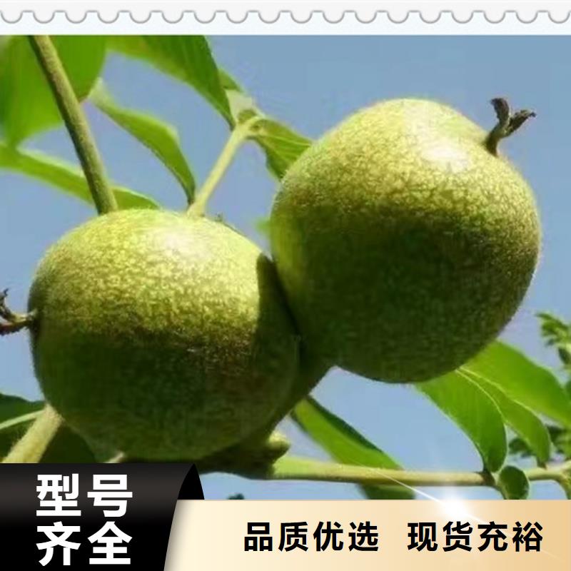 核桃苗梨樹(shù)苗今日價(jià)格