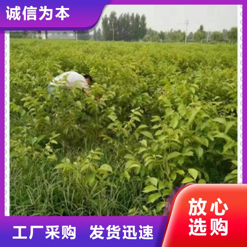 核桃苗藍莓苗用心服務