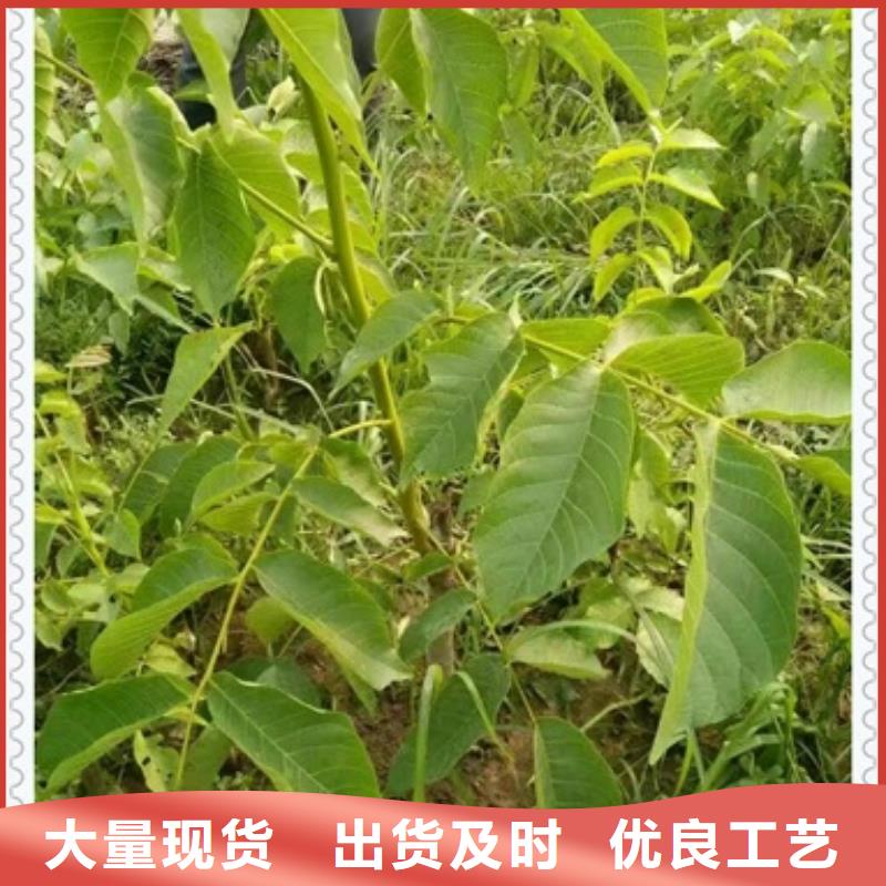 核桃苗【桃樹(shù)苗】設(shè)計(jì)制造銷(xiāo)售服務(wù)一體