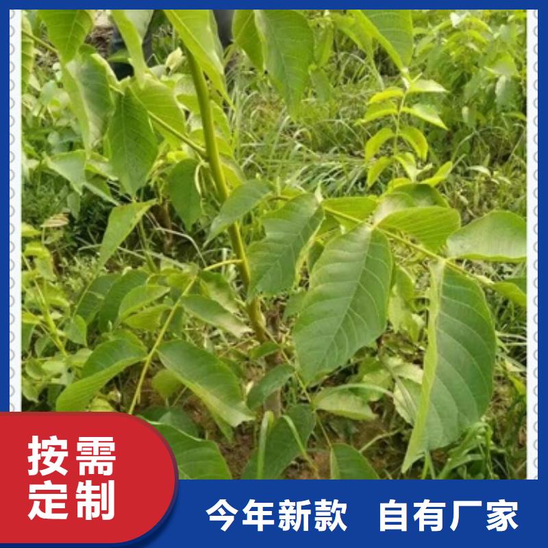 核桃苗【苹果苗】专业信赖厂家