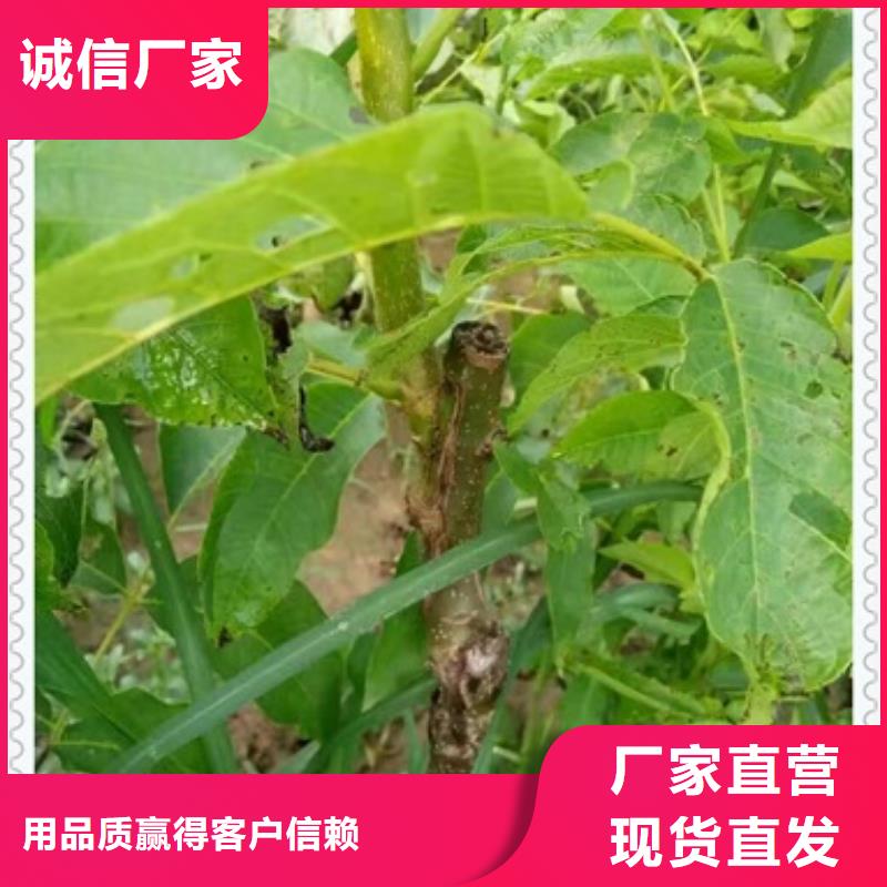 核桃苗-蓝莓苗口碑好实力强