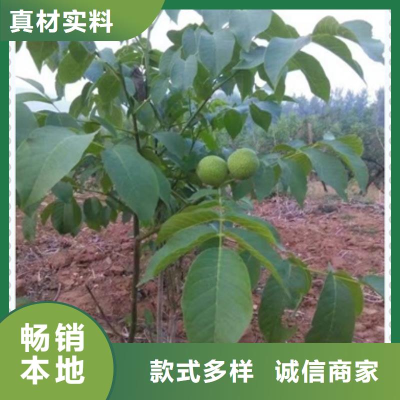 核桃苗蘋(píng)果苗工藝精細(xì)質(zhì)保長(zhǎng)久