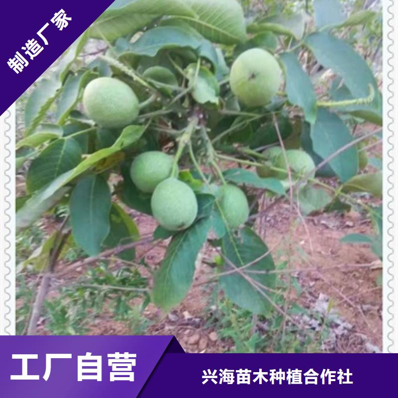 核桃苗梨樹苗質(zhì)優(yōu)價廉