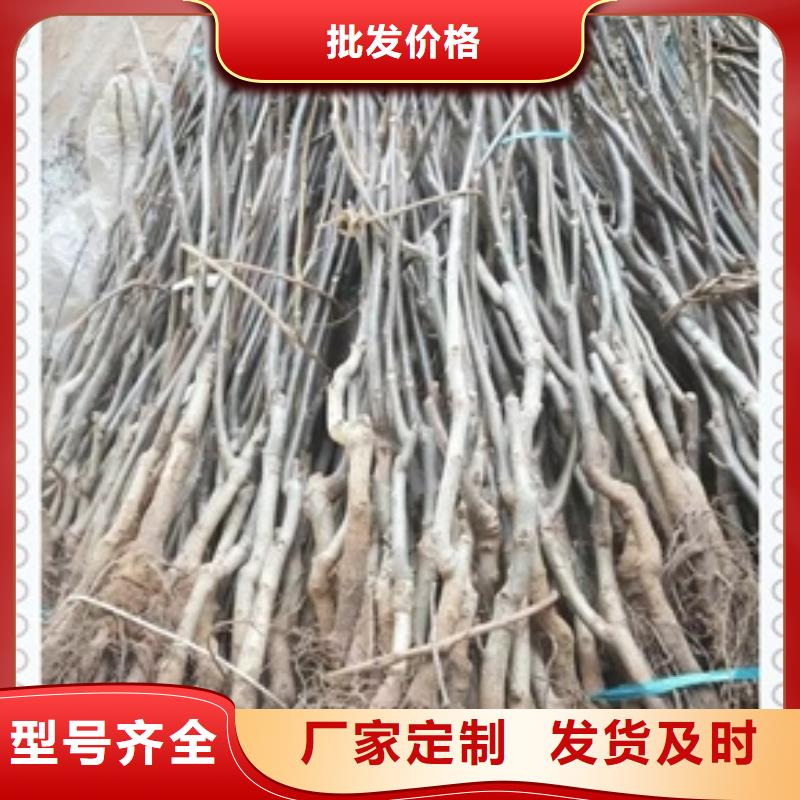 核桃苗質(zhì)量不佳盡管來找我