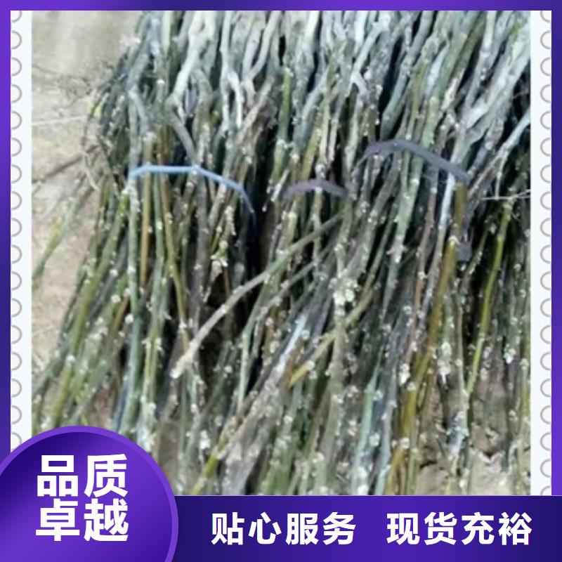 【核桃苗藍莓苗專注細節(jié)更放心】