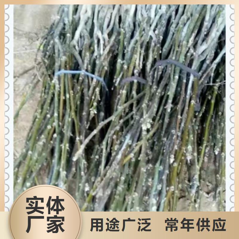 核桃苗-花椒苗多種規(guī)格庫存充足