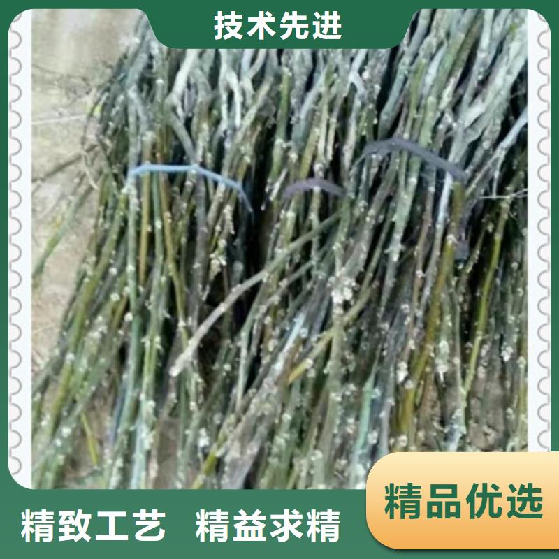 【核桃苗藍莓苗專注細節(jié)更放心】