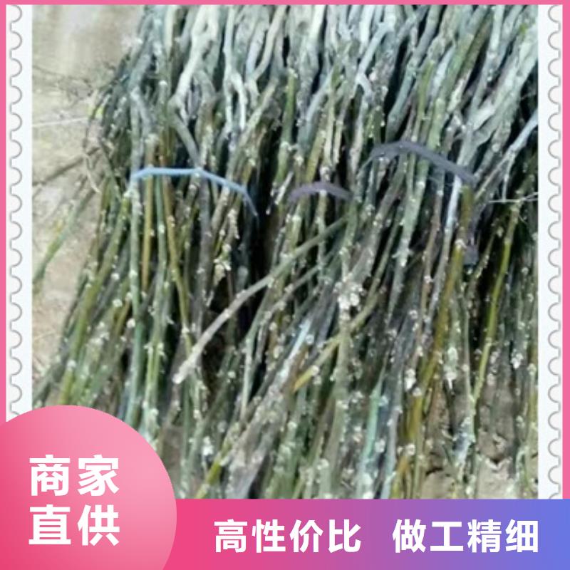 核桃苗,花椒苗把實惠留給您