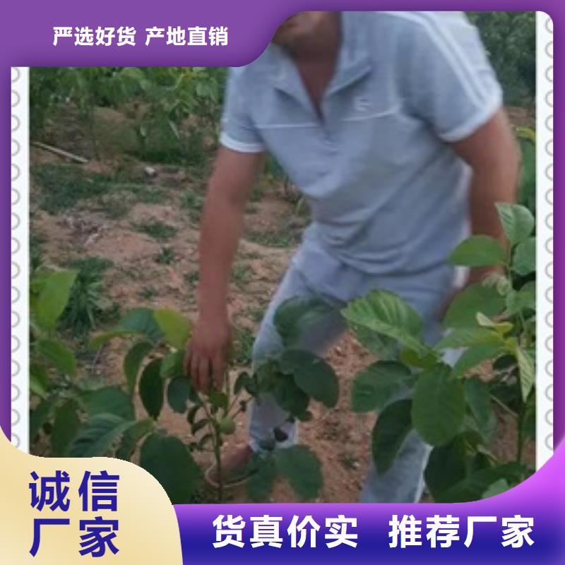 核桃苗板栗苗支持大小批量采購