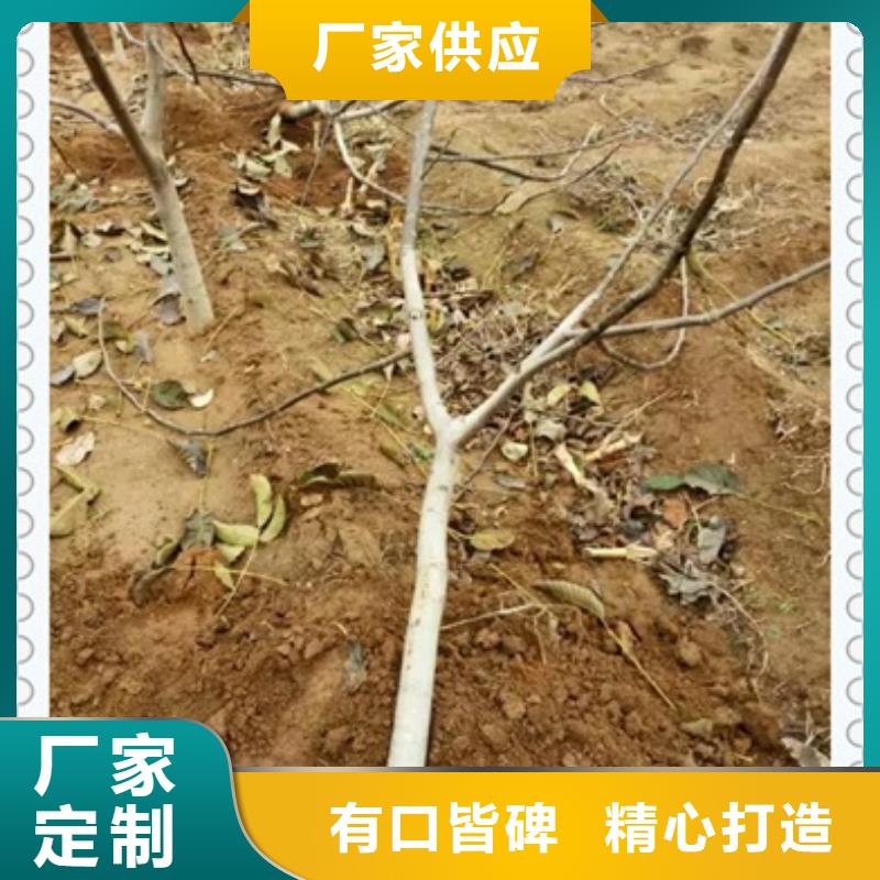 核桃苗_桃樹苗來電咨詢