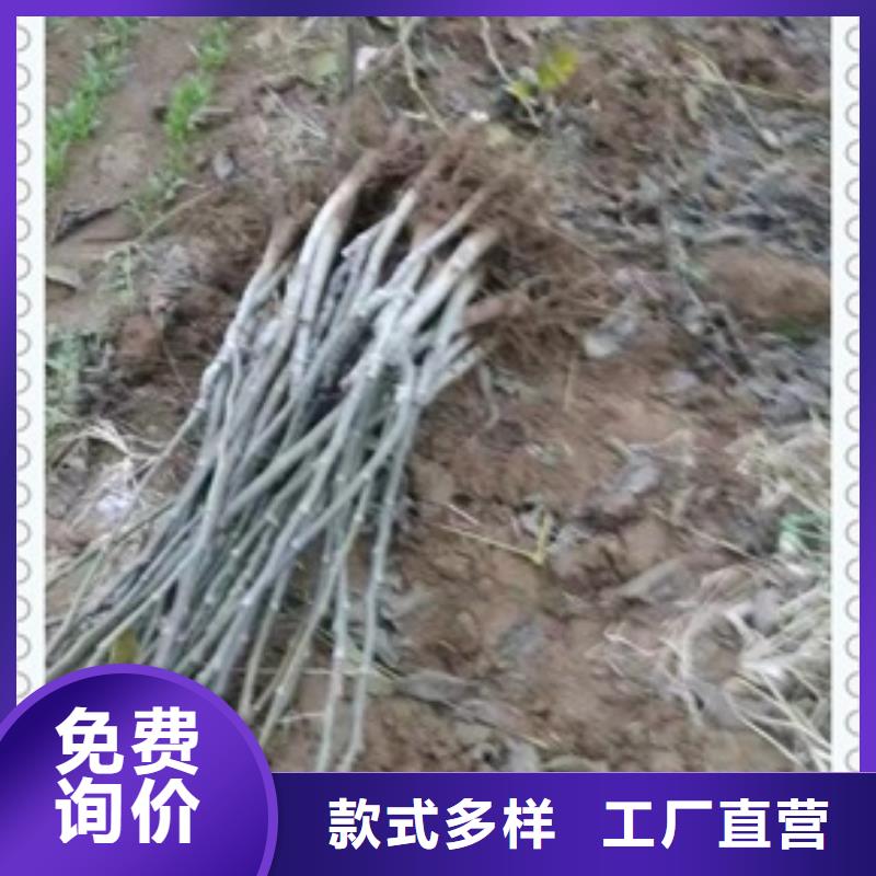 核桃苗,板栗苗以質量求生存