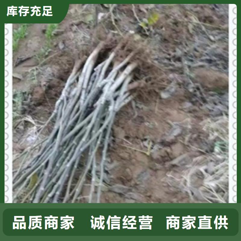 核桃苗質(zhì)量不佳盡管來找我