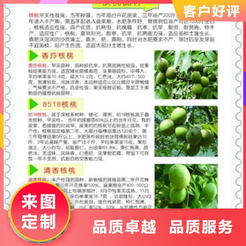 【核桃苗藍莓苗全品類現(xiàn)貨】