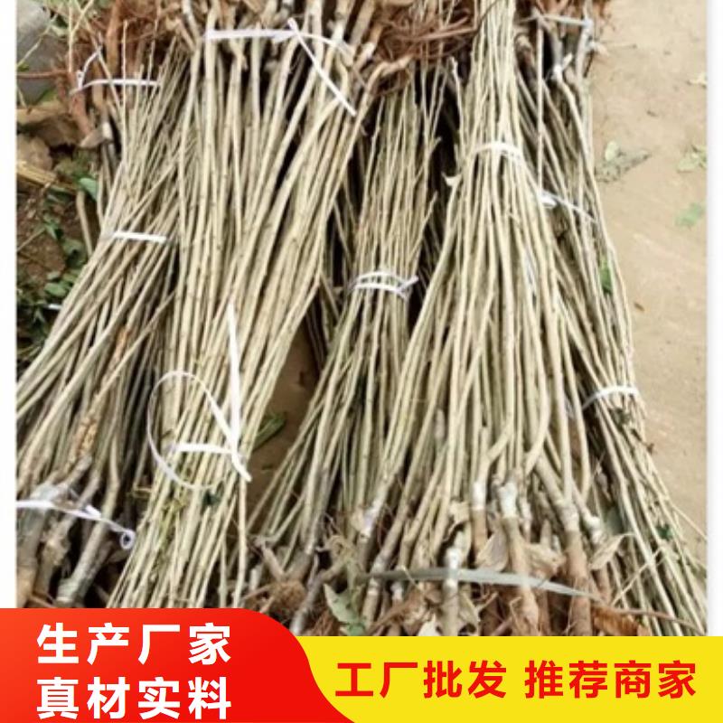 板栗苗核桃苗用心做產品