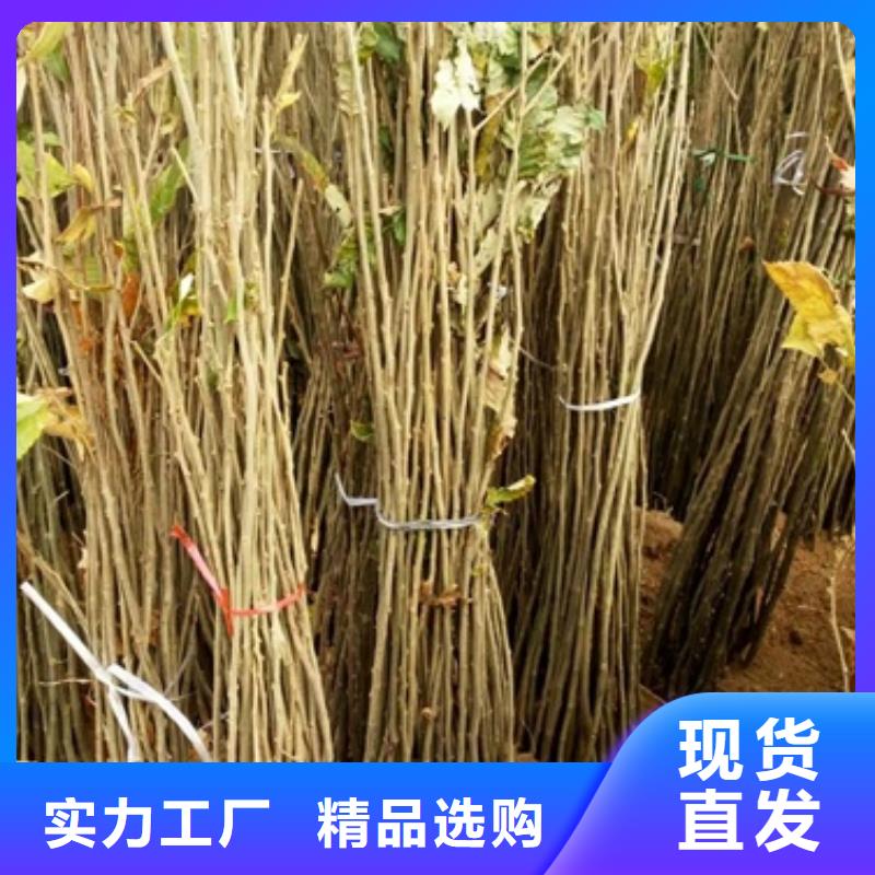 板栗苗花椒苗一手價(jià)格