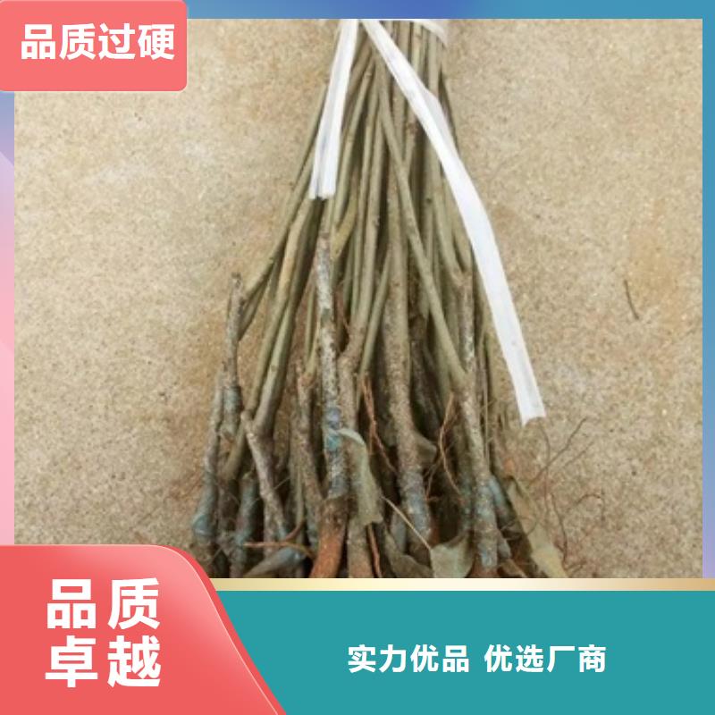 【板栗苗】,藍莓苗用好材做好產(chǎn)品