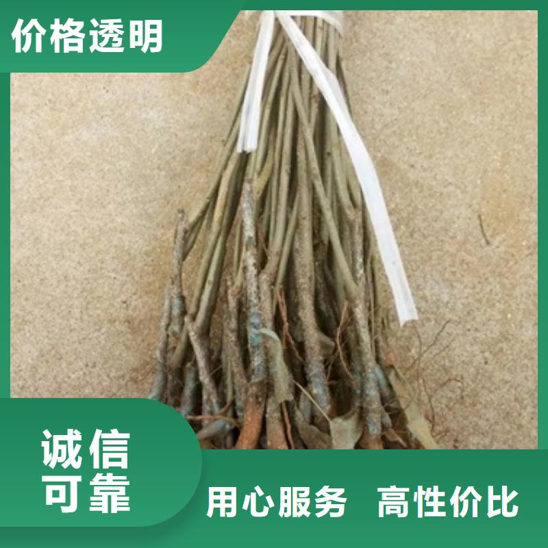 板栗苗核桃苗用心做產(chǎn)品