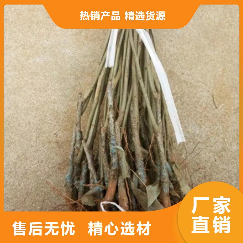 板栗苗桃樹苗品類齊全