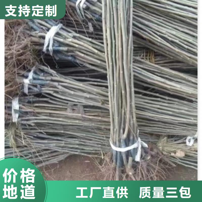 板栗苗好品質(zhì)用的放心