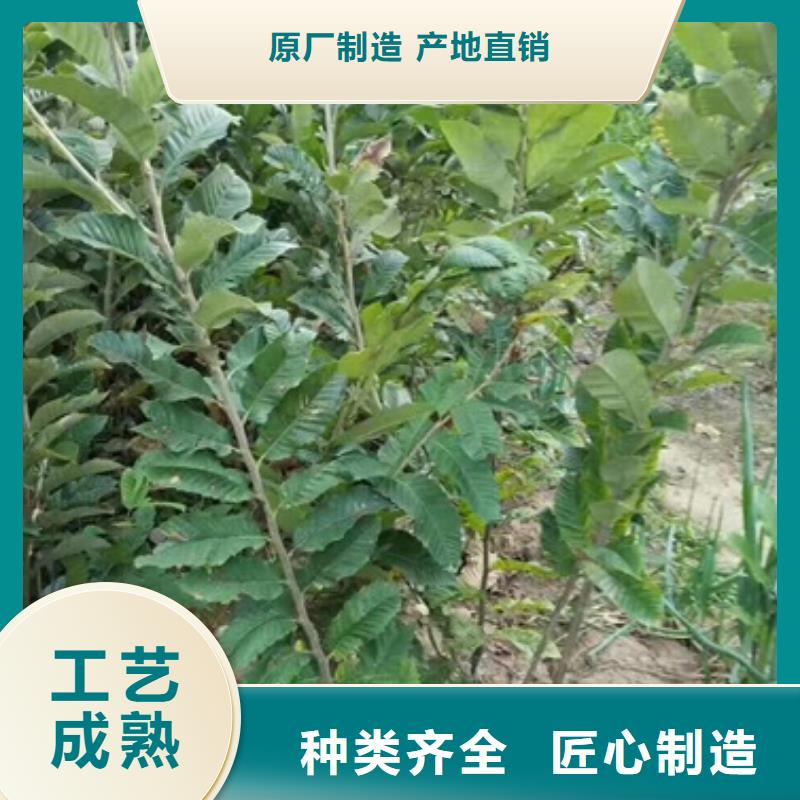 板栗苗,花椒苗價(jià)格合理