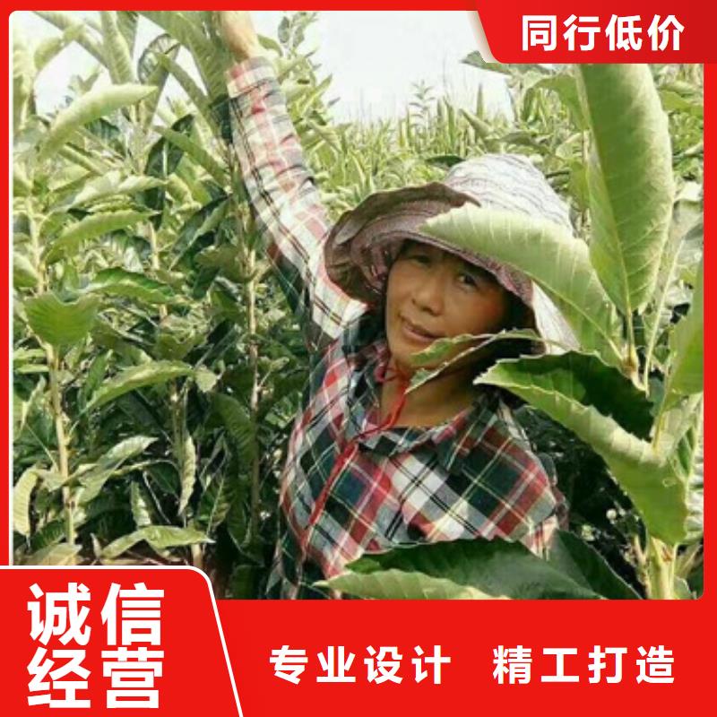 板栗苗_花椒苗用品質(zhì)贏得客戶(hù)信賴(lài)