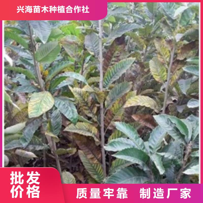 板栗苗花椒苗豐富的行業(yè)經(jīng)驗