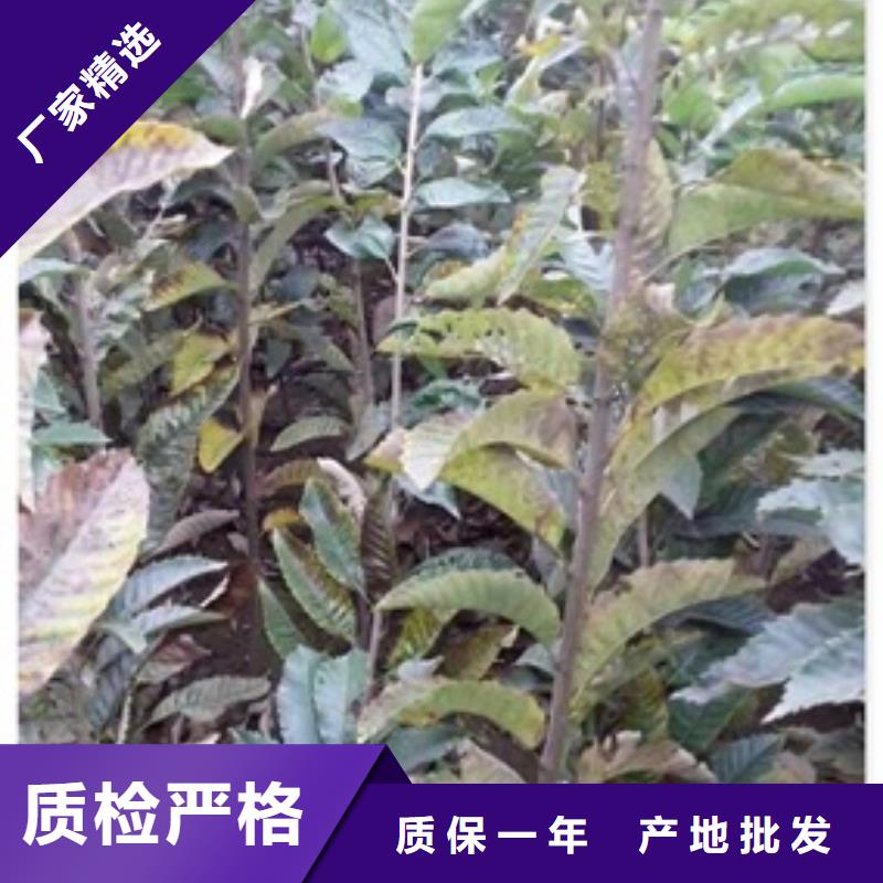 板栗苗_花椒苗用品质赢得客户信赖