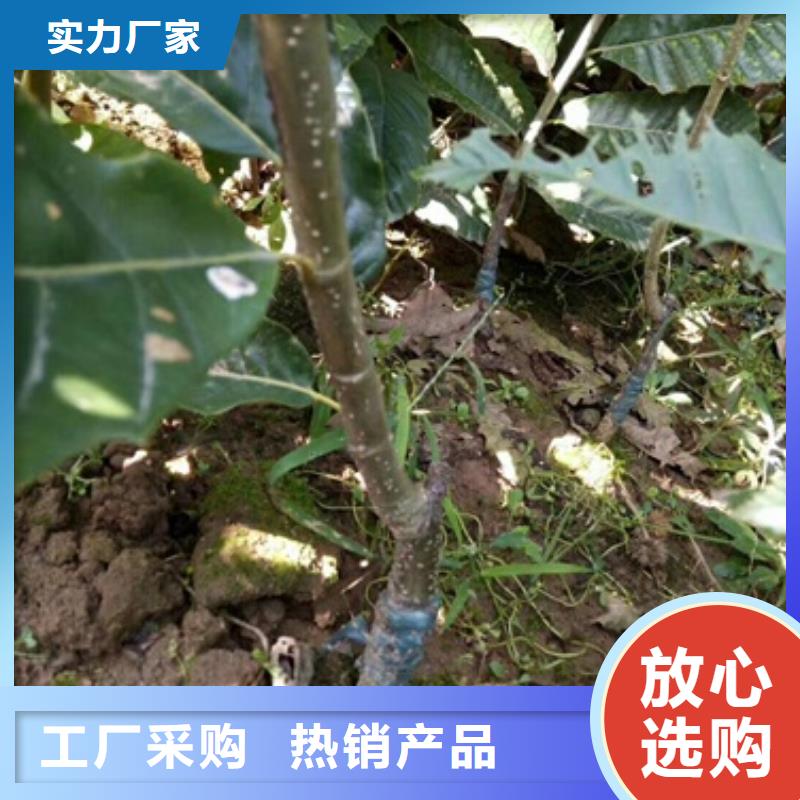 【板栗苗藍莓苗品質優選】