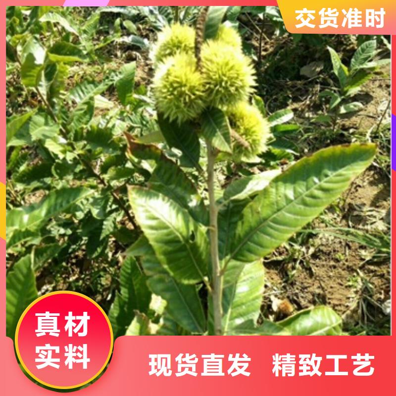 板栗苗花椒苗一手價(jià)格