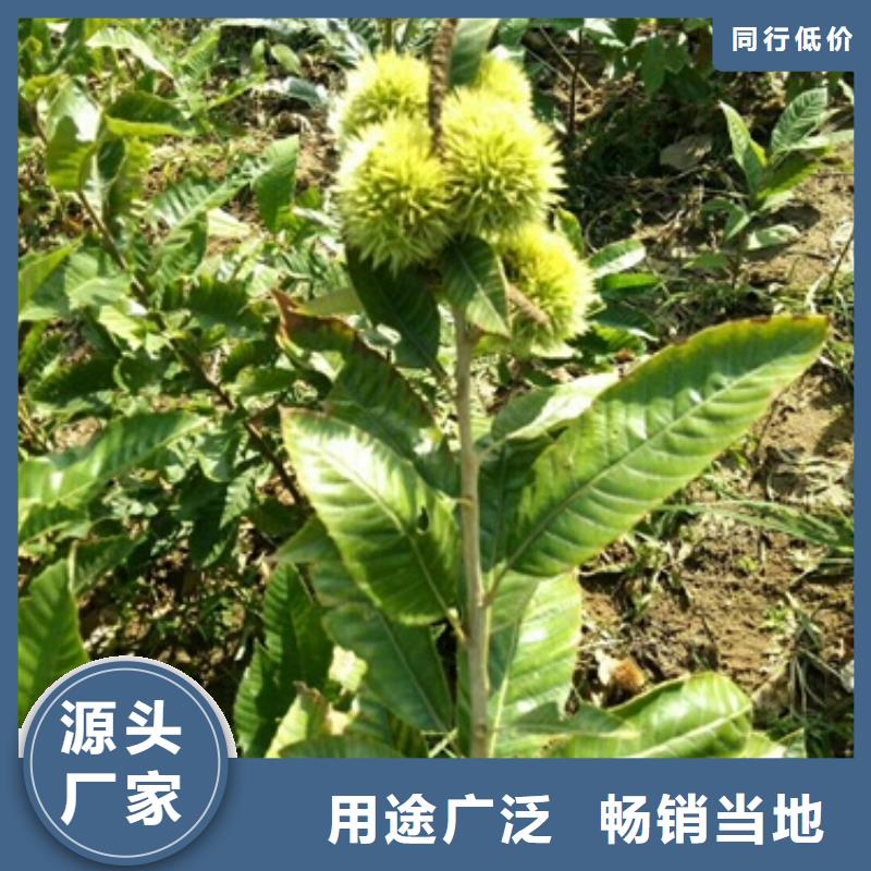 【板栗苗】,藍莓苗用好材做好產(chǎn)品