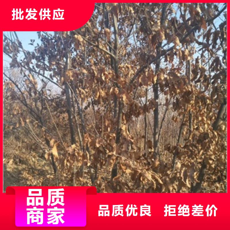 板栗苗好品質(zhì)用的放心