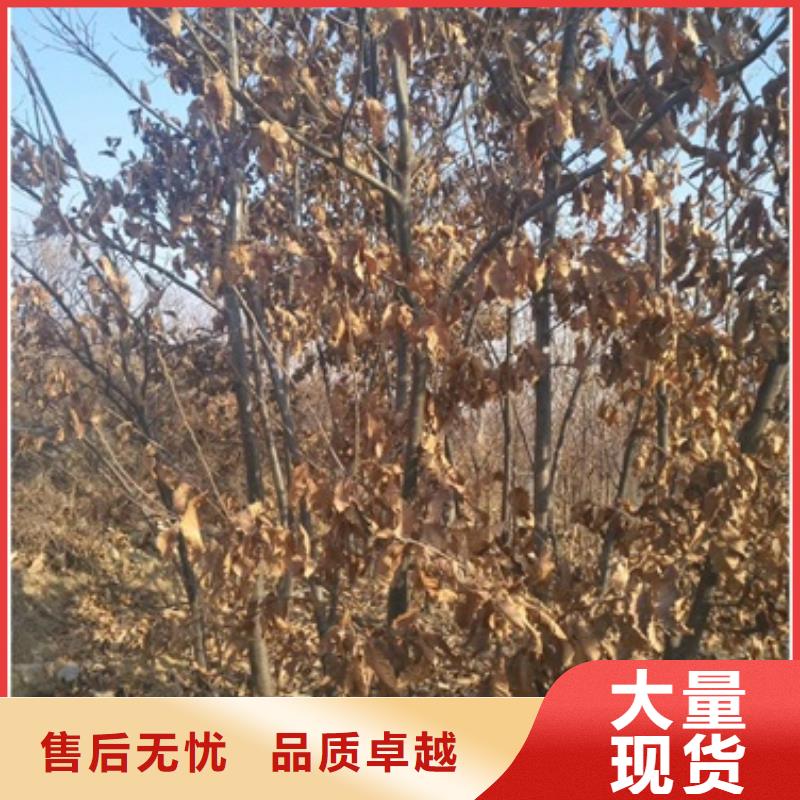 【板栗苗】山楂苗分類和特點