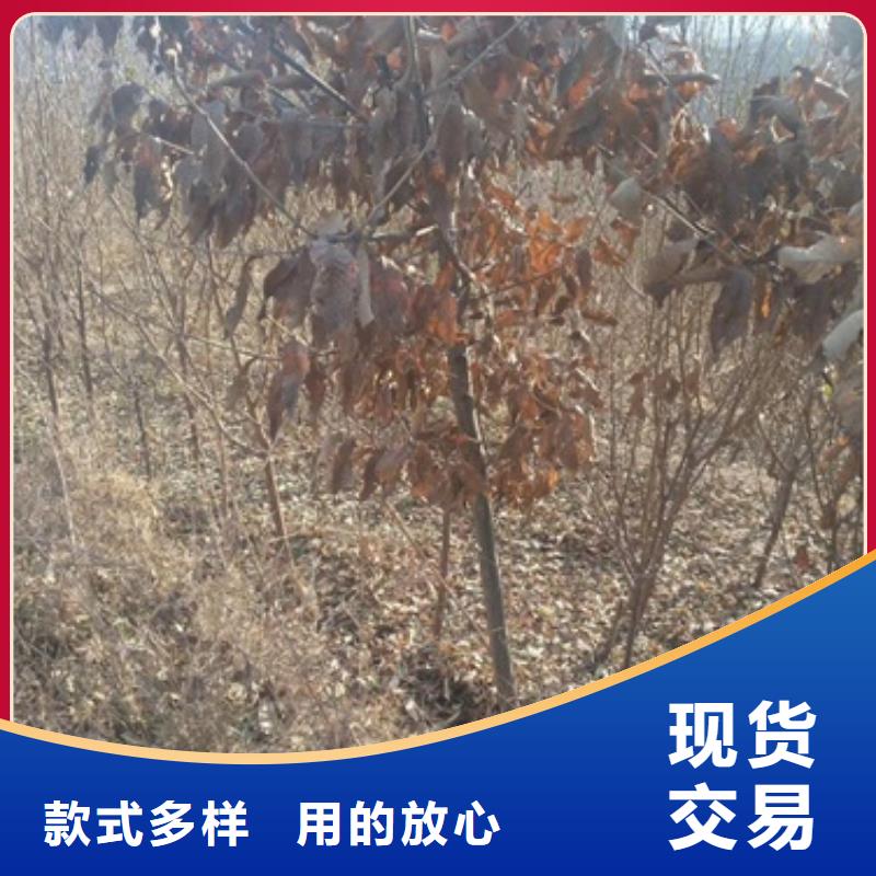 板栗苗,花椒苗價(jià)格合理