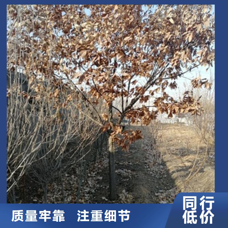 板栗苗花椒苗豐富的行業(yè)經(jīng)驗