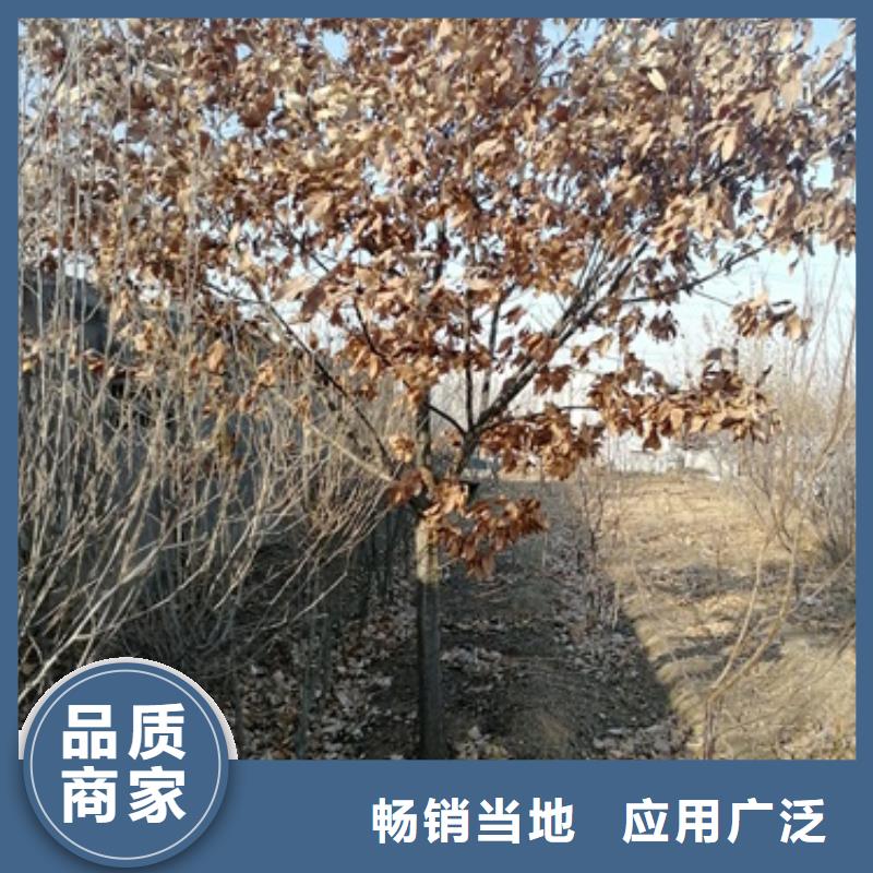 板栗苗【山楂苗】歡迎來廠考察