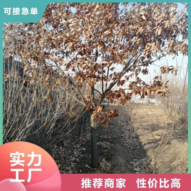 板栗苗葡萄苗品質(zhì)信得過