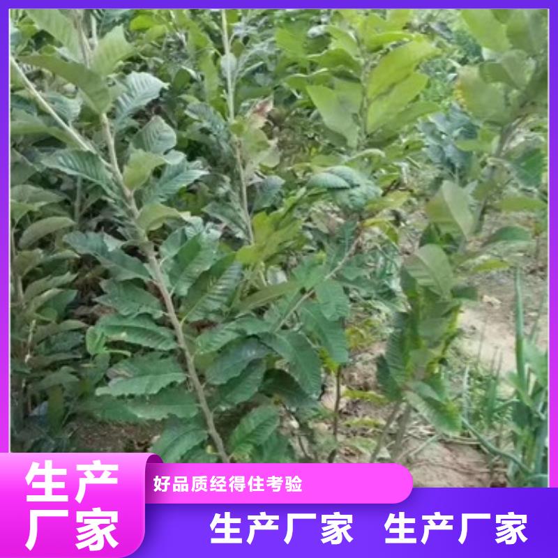 板栗苗【山楂苗】歡迎來廠考察