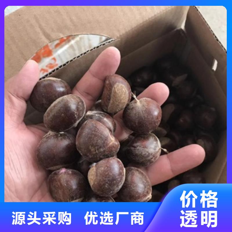 板栗苗用心經營