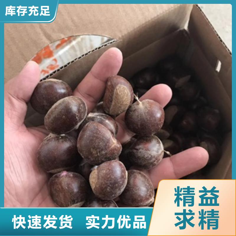 板栗苗葡萄苗品質(zhì)信得過