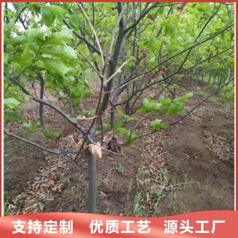 板栗苗藍莓苗廠家批發(fā)價