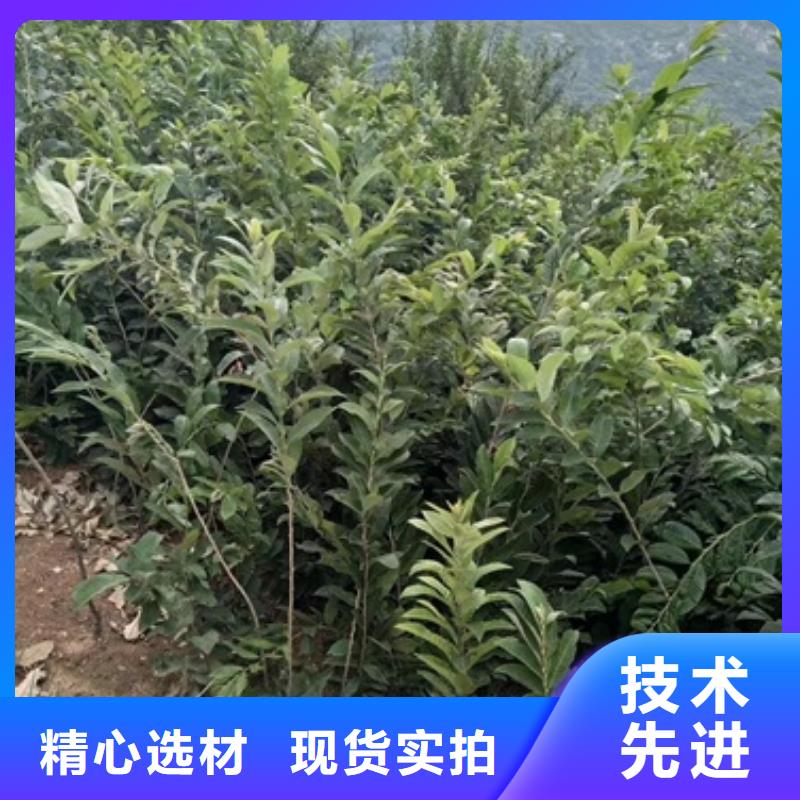 板栗苗,花椒苗價(jià)格合理