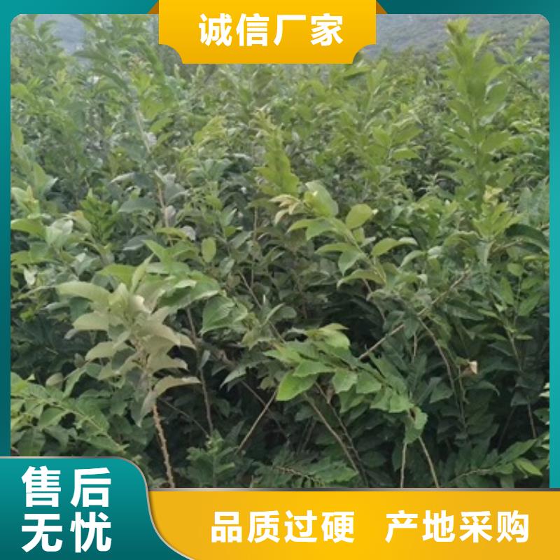 板栗苗-李子苗多年行业积累