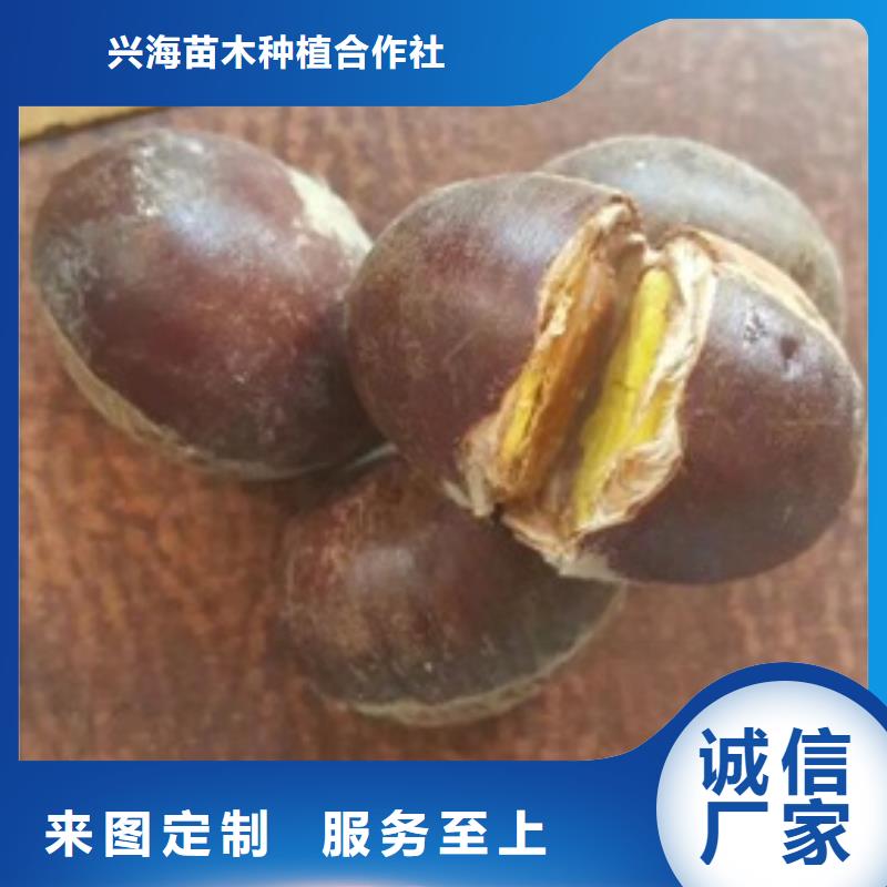 【板栗苗】,藍莓苗用好材做好產(chǎn)品