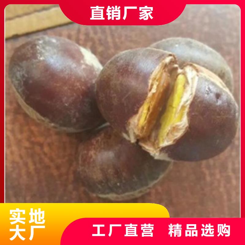 板栗苗專業(yè)生產(chǎn)N年