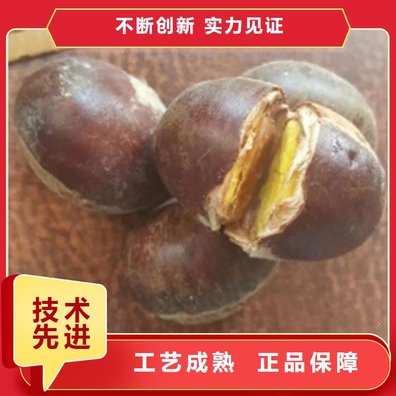 板栗苗桃樹(shù)苗工藝成熟