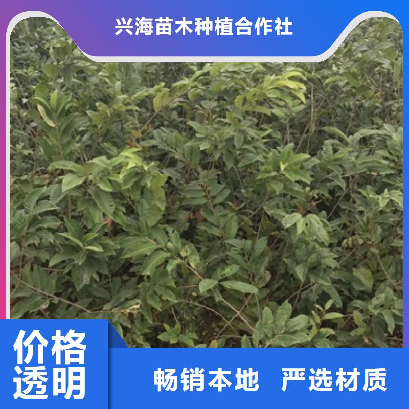 板栗苗好品質(zhì)用的放心