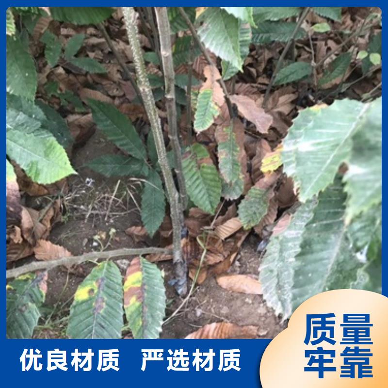 板栗苗花椒苗免费询价