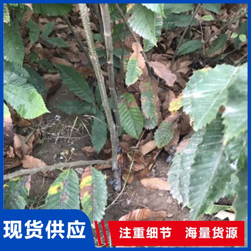 板栗苗花椒苗按需定制真材實料