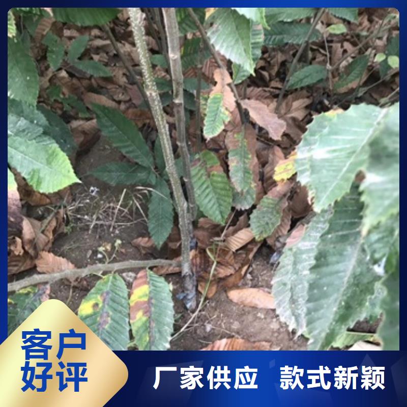 板栗苗【山楂苗】歡迎來廠考察