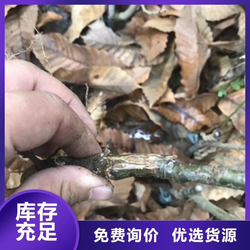 板栗苗桃樹(shù)苗工藝成熟